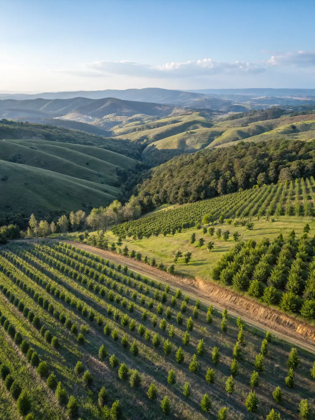 A drone shot of a vast reforestation project, showcasing newly planted trees and a diverse ecosystem, representing environmental sustainability.